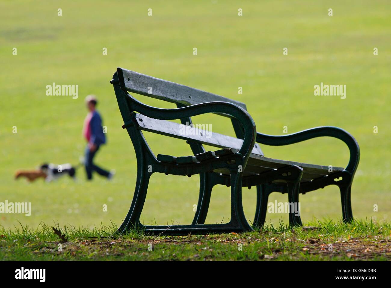 Park bench with a dog walker and dogs in the background Stock Photo - Alamy