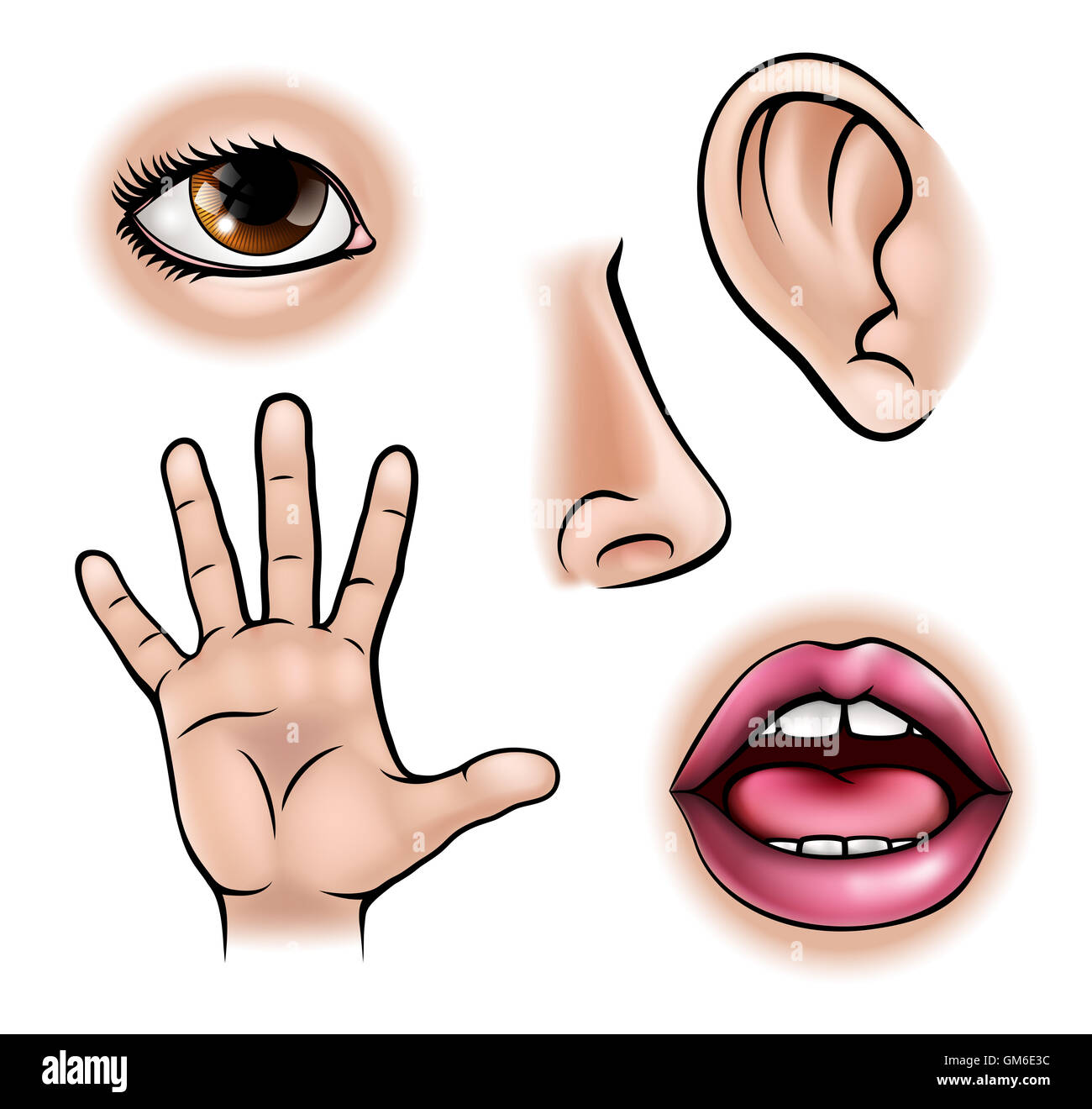 A science education illustration of icons representing the five senses Stock Photo