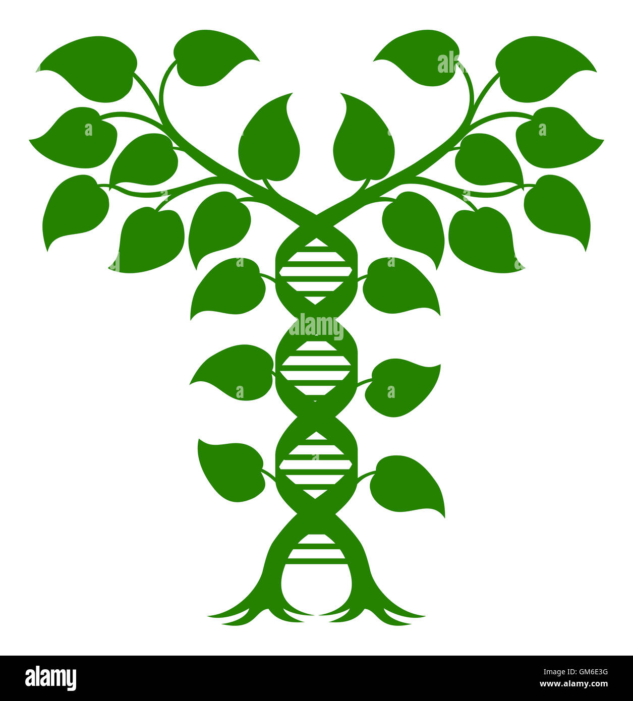 DNA Plant Double Helix Concept, can refer to alternative medicine, crop gene modification or other healthcare or medical theme. Stock Photo
