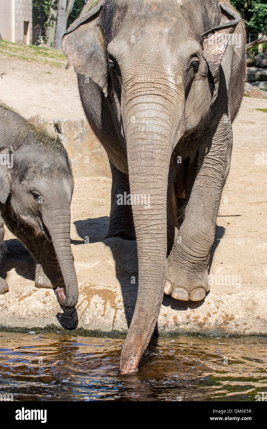 Asian elephants / Asiatic elephant (Elephas maximus) female with young drinking water in the Planckendael Zoo, Belgium Stock Photo