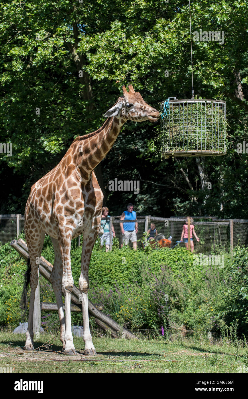 Visitors passing by giraffe eating grass during feeding time in the Planckendael Zoo, Belgium Stock Photo