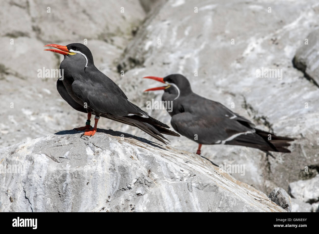 Two Inca terns (Larosterna inca / Larosternus inca) perched on rock, native to the coasts of Peru and Chile Stock Photo