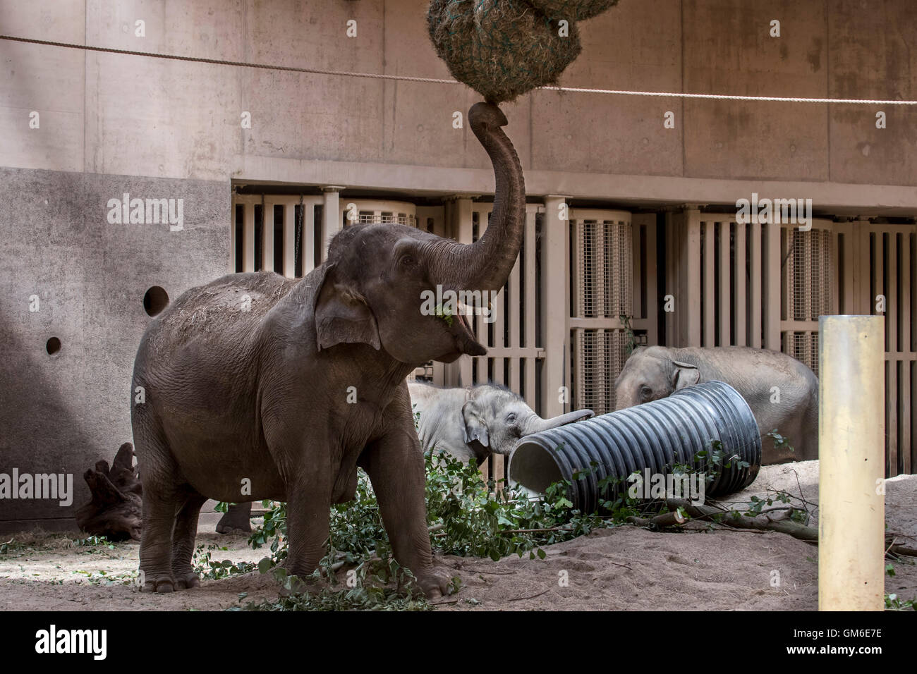 Asian elephant / Asiatic elephants (Elephas maximus) eating hay in
