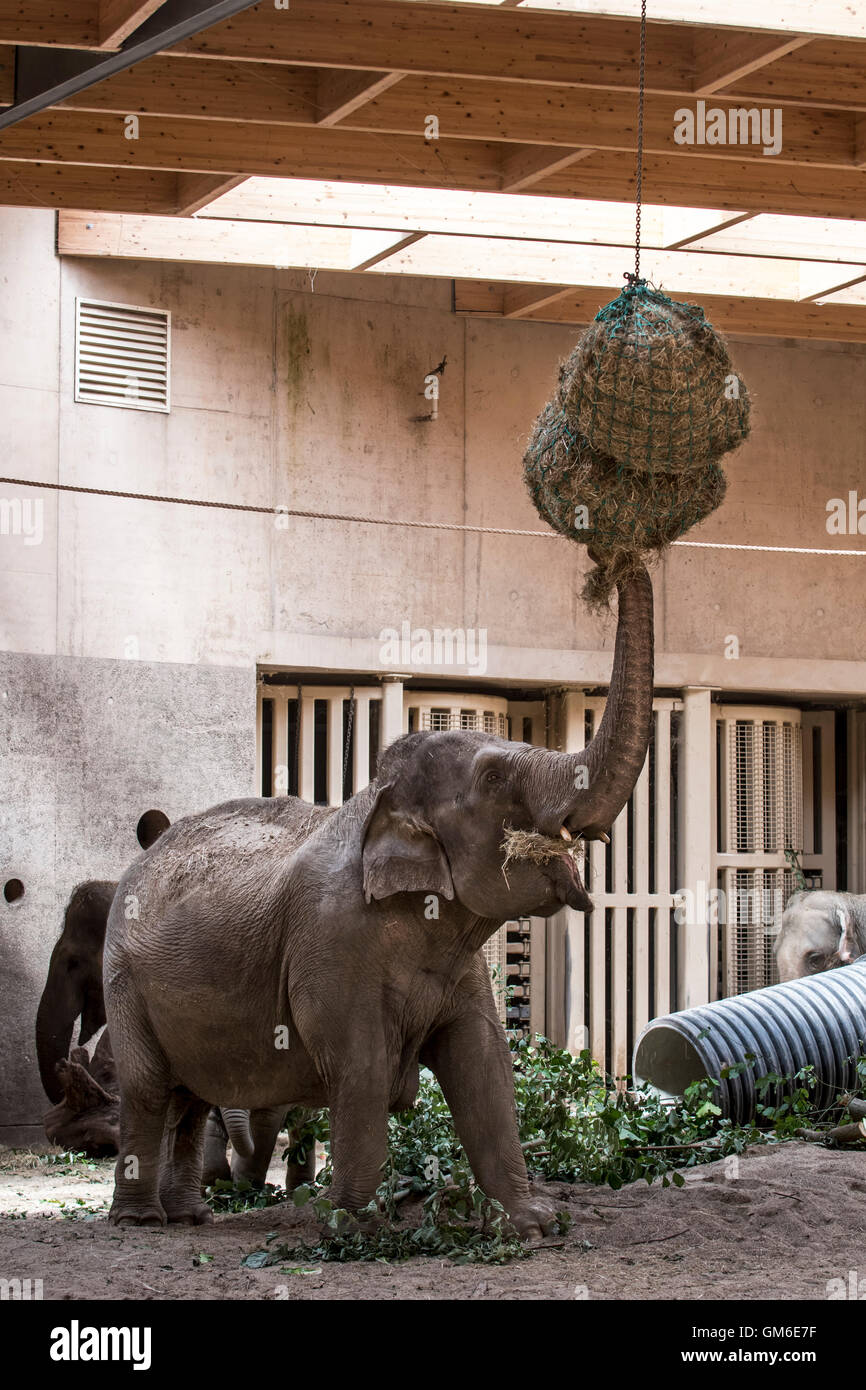 Asian elephant / Asiatic elephants (Elephas maximus) eating hay in