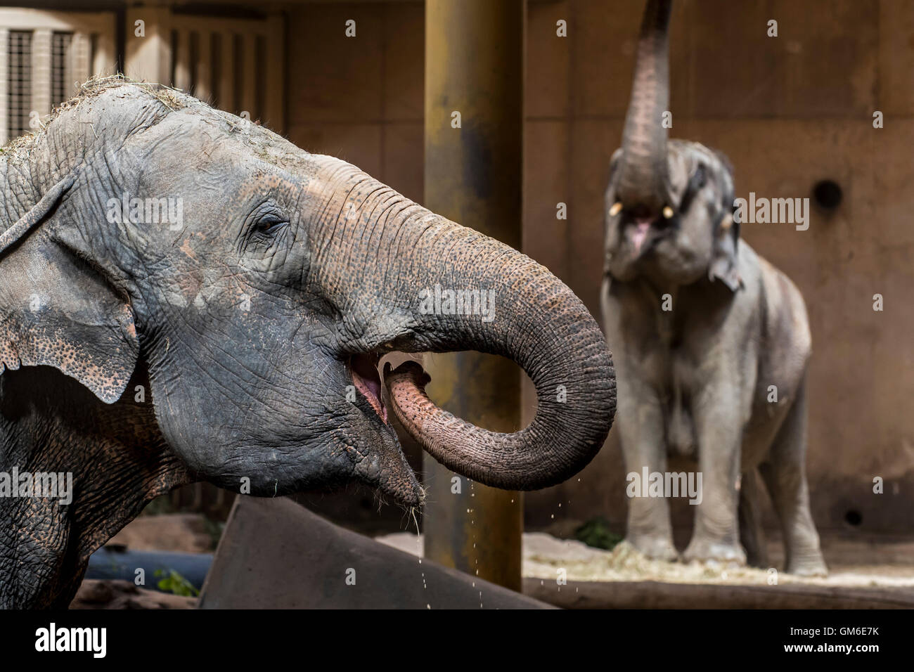 Asian elephant / Asiatic elephants (Elephas maximus) drinking and feeding in indoor enclosure in the Planckendael Zoo, Belgium Stock Photo