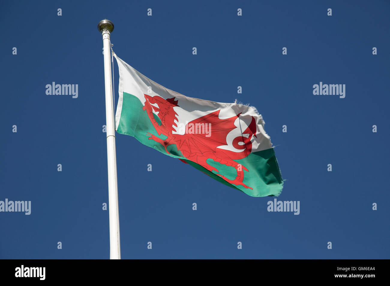 Welsh flag flying against blue sky Cwmystwyth Ceredigion Wales Stock Photo