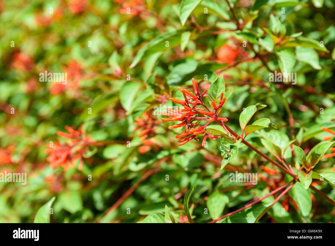 Firebush Or Hummingbird Bush (Hamelia Patens) Flower Stock Photo