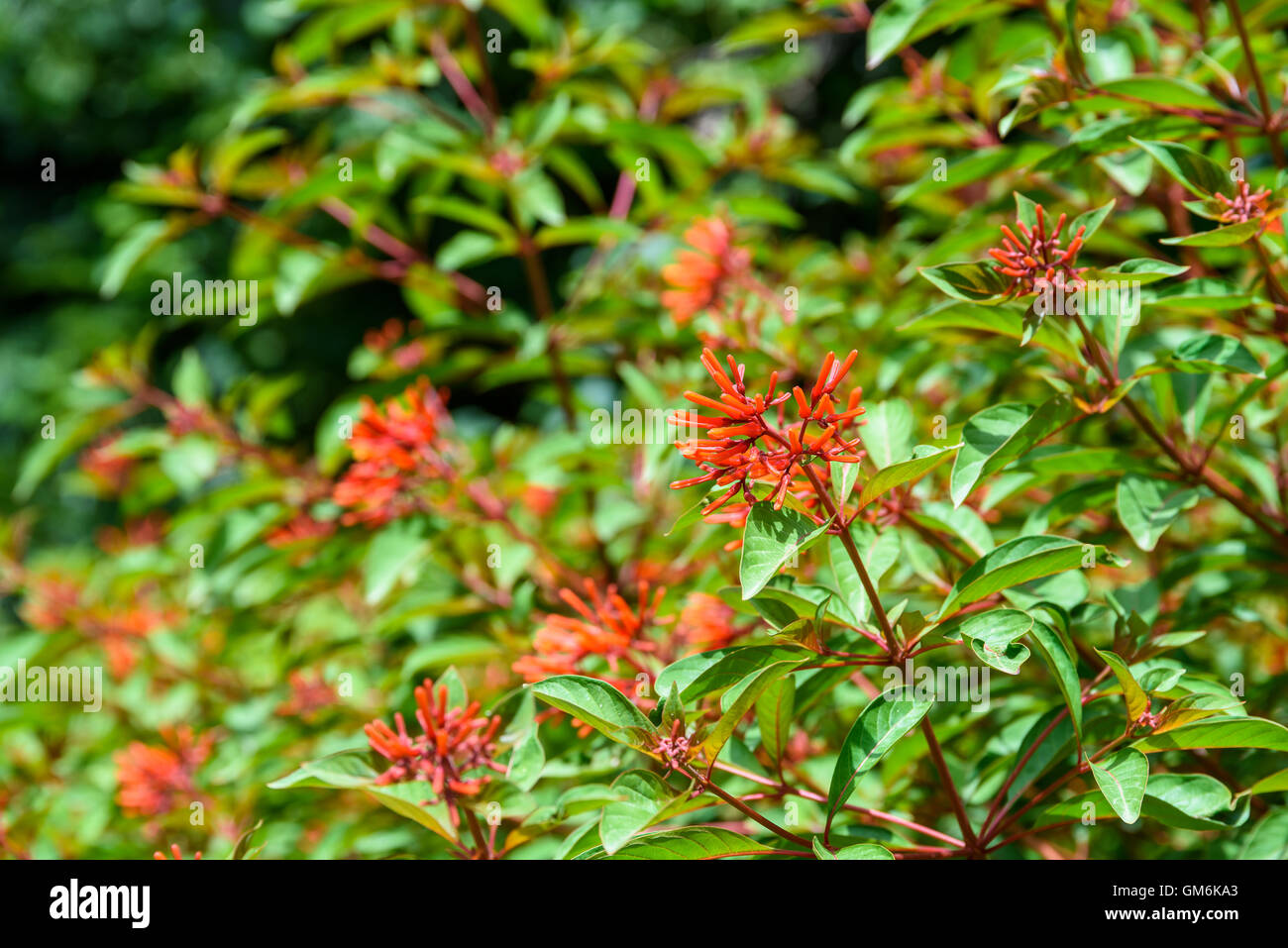 Firebush Or Hummingbird Bush (Hamelia Patens) Flower Stock Photo