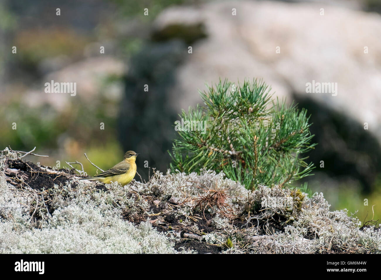 Yellow wagtail (Motacilla flava) Stock Photo