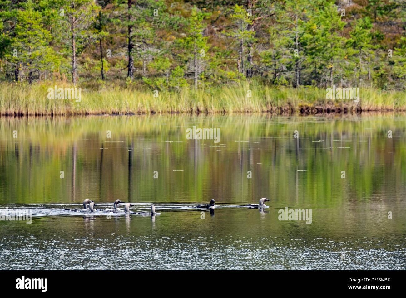 Black-troated loon gathering Stock Photo