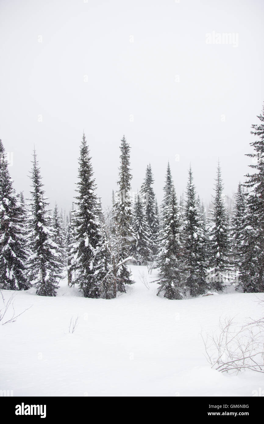 snow covered pine tree forest in nature during storm Stock Photo - Alamy