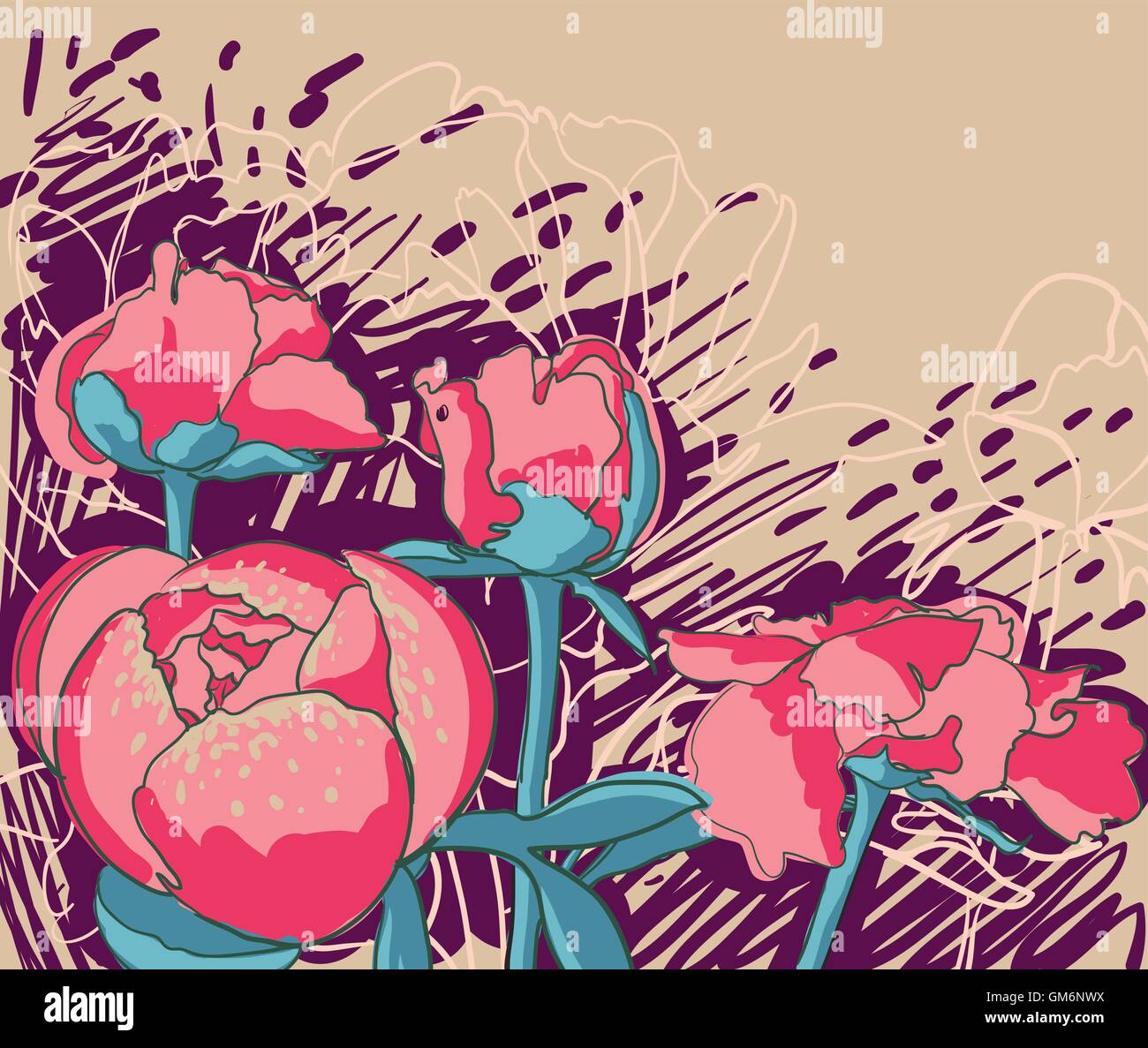 Peony vintage botanical illustration Stock Vector Images - Alamy