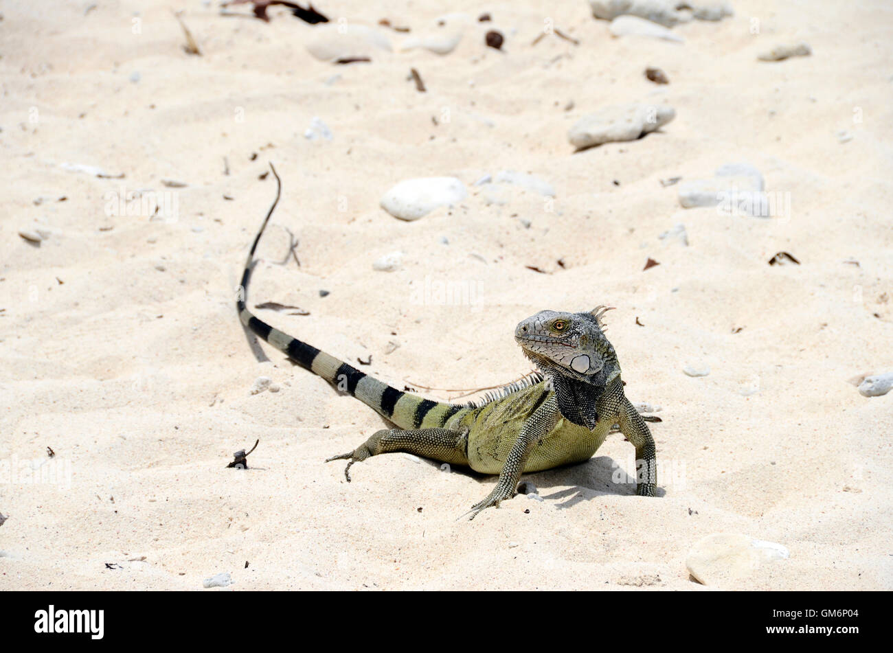 Close up of green iguana in Curacao Stock Photo