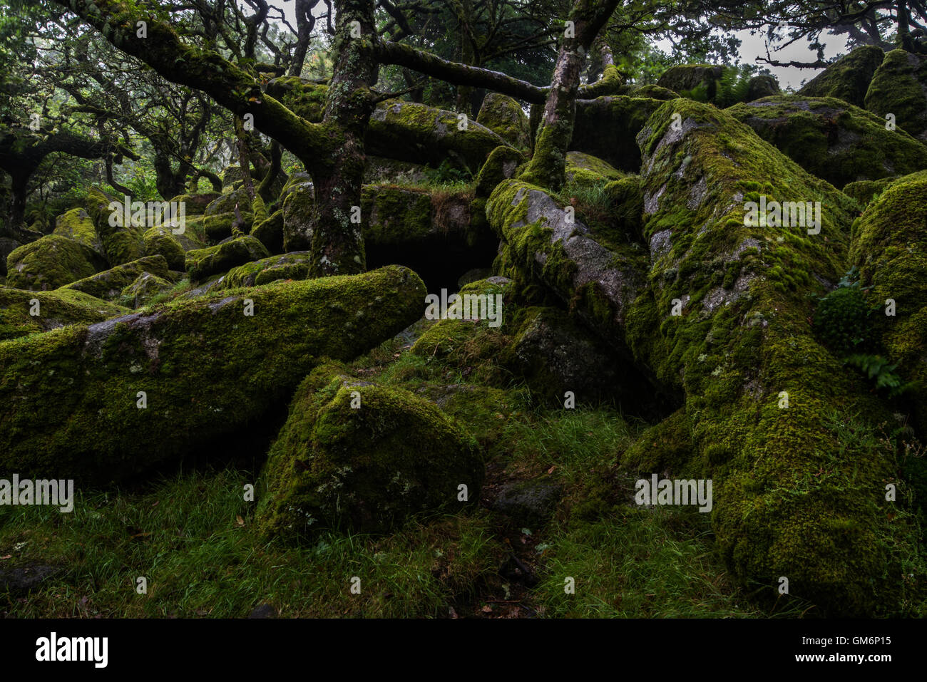 Moss covered granite boulders, Wistmans wood, Two Bridges, Dartmoor National park, Devon Stock Photo