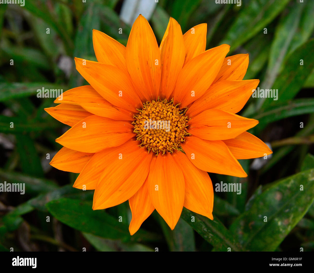 Orange Gerbera Daisy Flowers Stock Photo