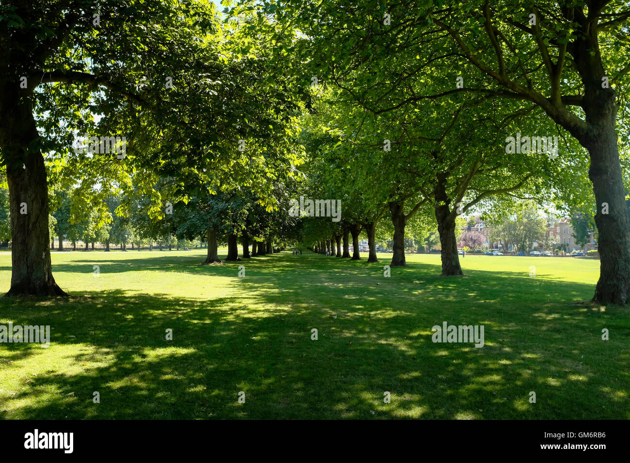 Avenues of mature deciduous trees in Windsor Great Park UK Stock Photo