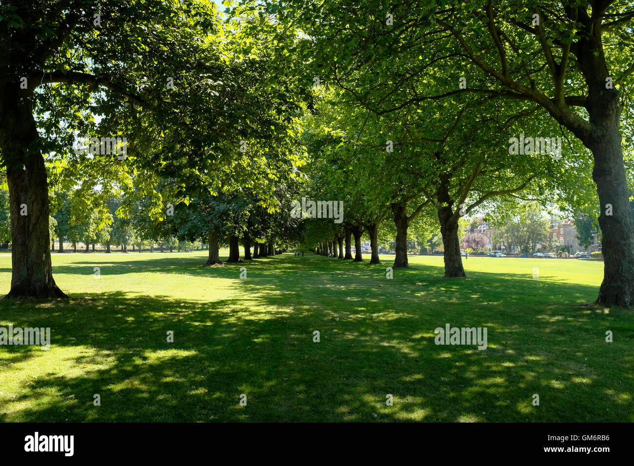 Avenues of mature deciduous trees in Windsor Great Park UK Stock Photo ...