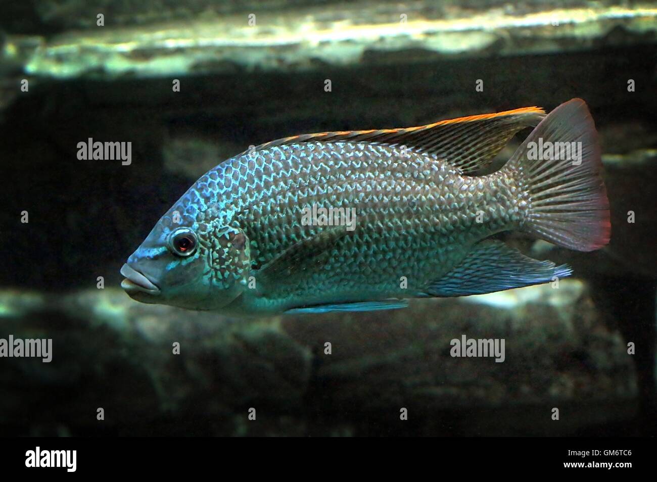 Oreochromis tanganicae or Tanganyikan Tilapia, a cichlid fish endemic to the Great African Lake Tanganyika Stock Photo