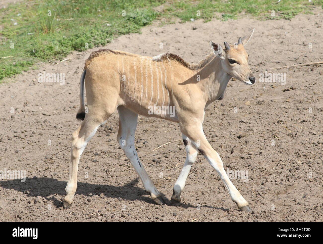 Juvenile African Southern or Common Eland antelope (Taurotragus oryx) Stock Photo
