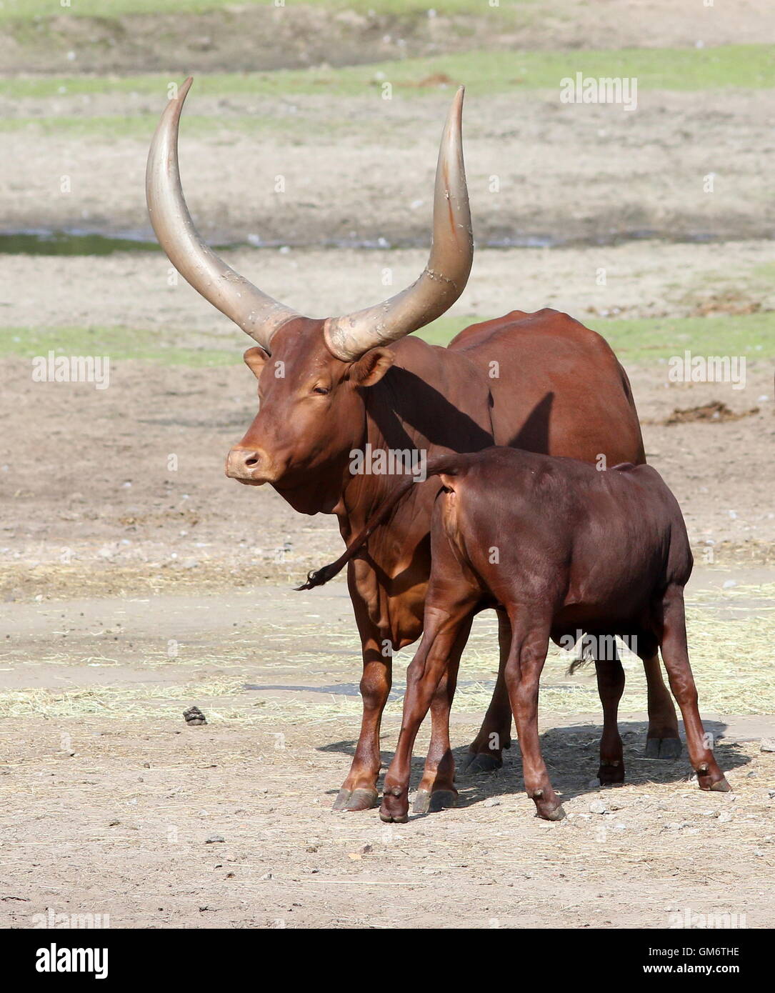 African Watusi (Bos taurus africanus) mother with a calf drinking milk.  A.k.a. Ankole-Watusi longhorn or Sanga cattle Stock Photo - Alamy
