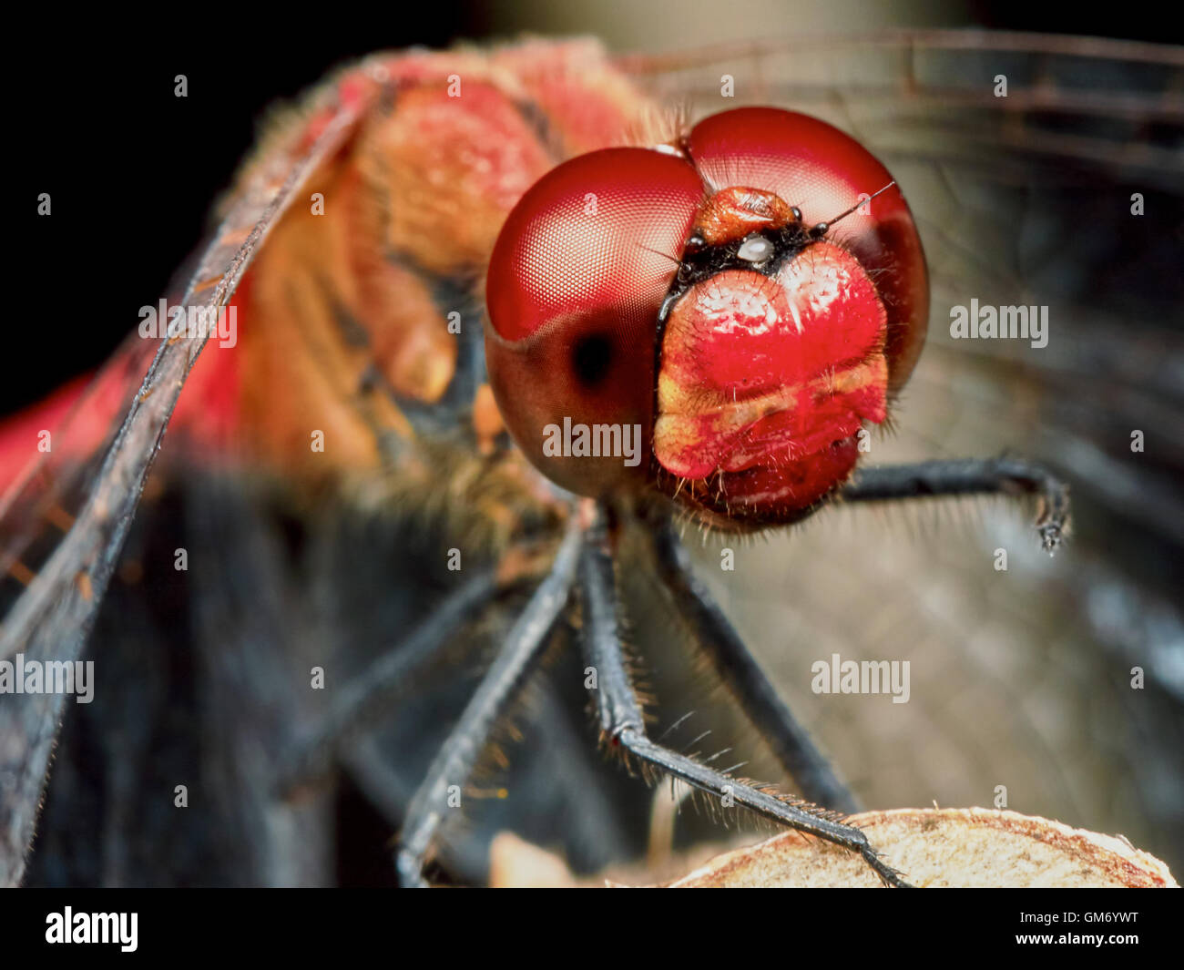 Portrait of a red dragonfly in the summer garden Stock Photo - Alamy