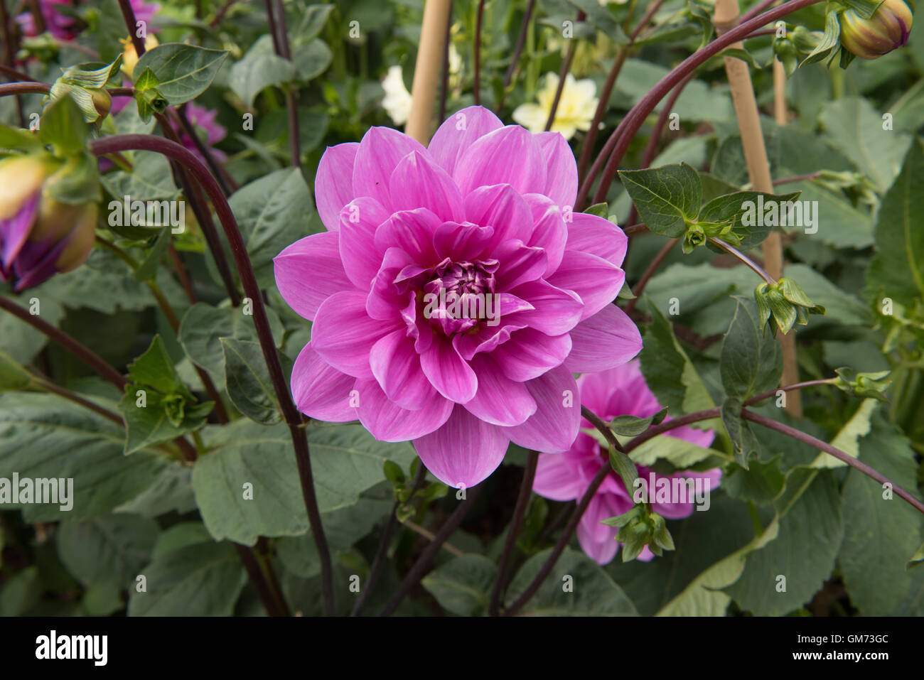 Water Lily Dahlia 'Blue Lagoon' in a Garden in Somerset, England,UK