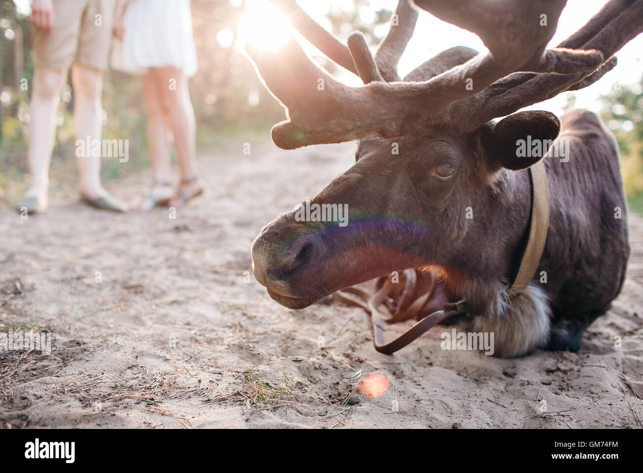 reindeer, Stag, Eating Relaxing in the Forest Wild Stock Photo Alamy