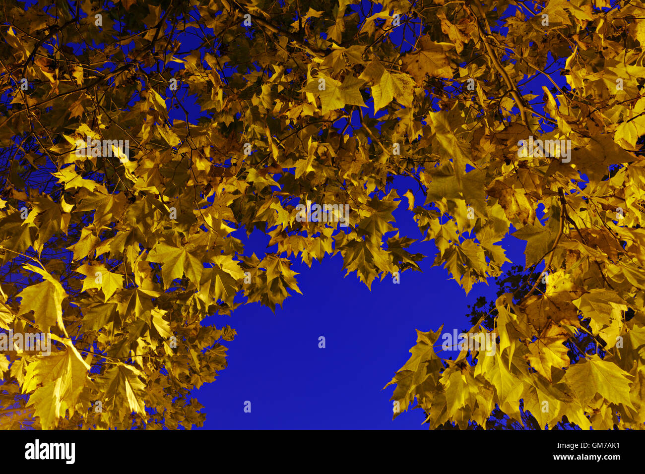 Yellow maple leaves against and blue sky Stock Photo - Alamy