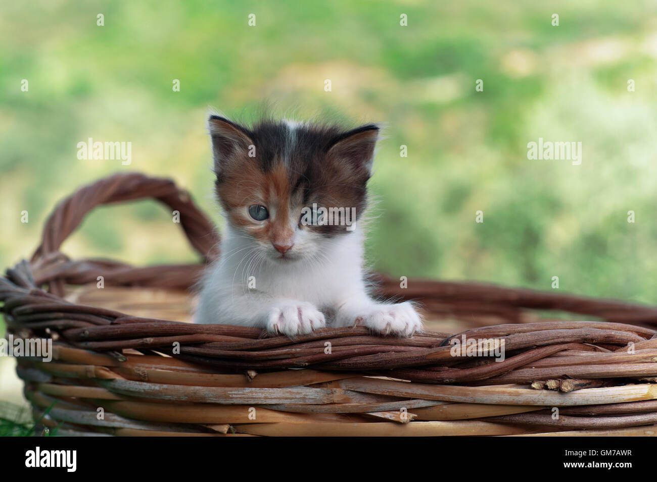 Kitten standing in a basket outdoors Stock Photo