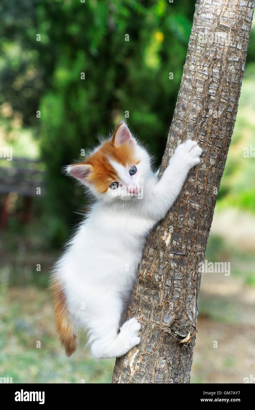 Kitten climbing on a tree Stock Photo