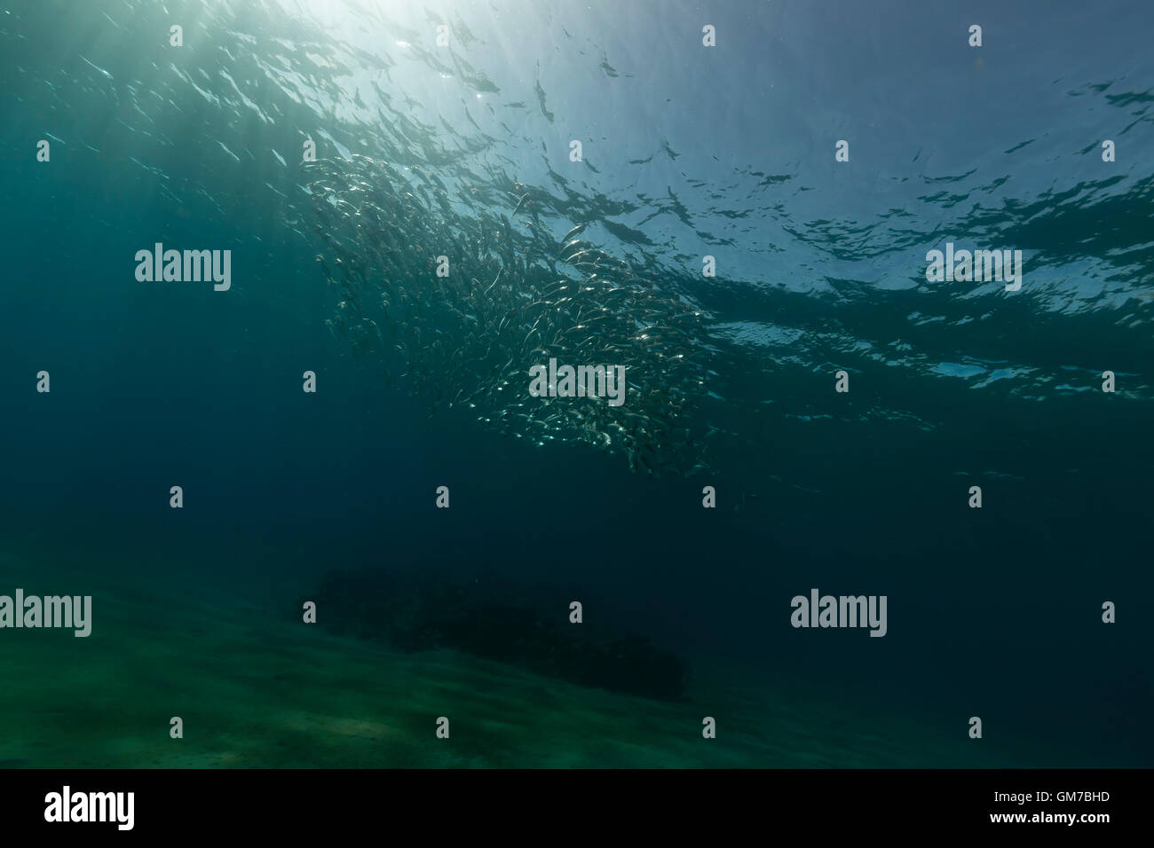 Striped mackerel feeding in the Red Sea Stock Photo Alamy
