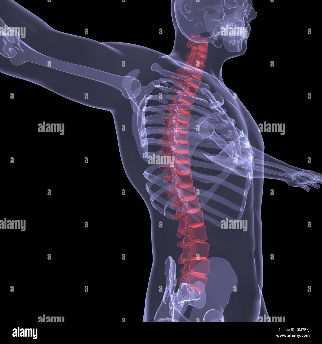Xray of the human spine Stock Photo Alamy