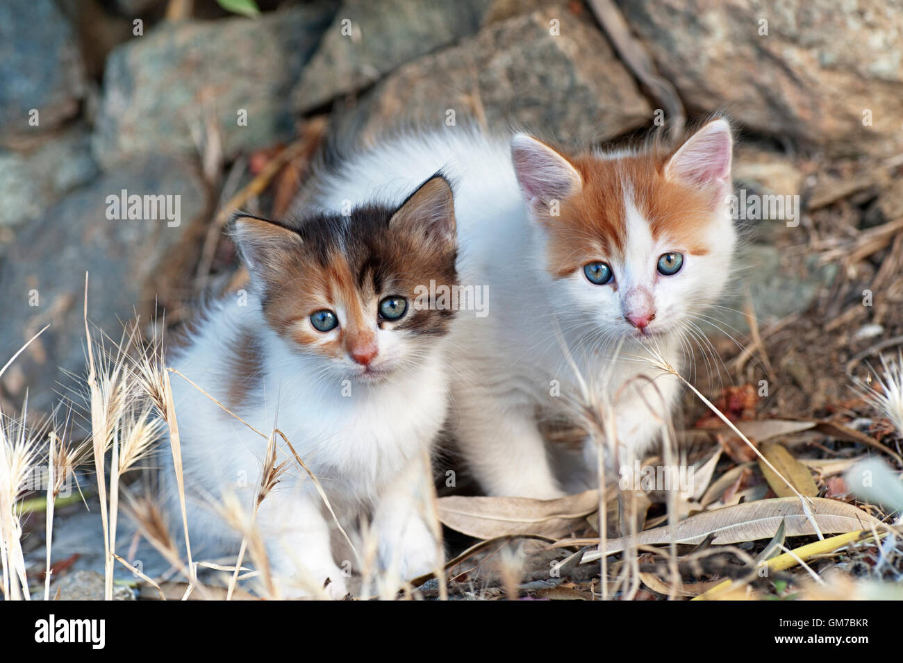 Two kittens sitting outdoors side by side and looking at camera Stock Photo