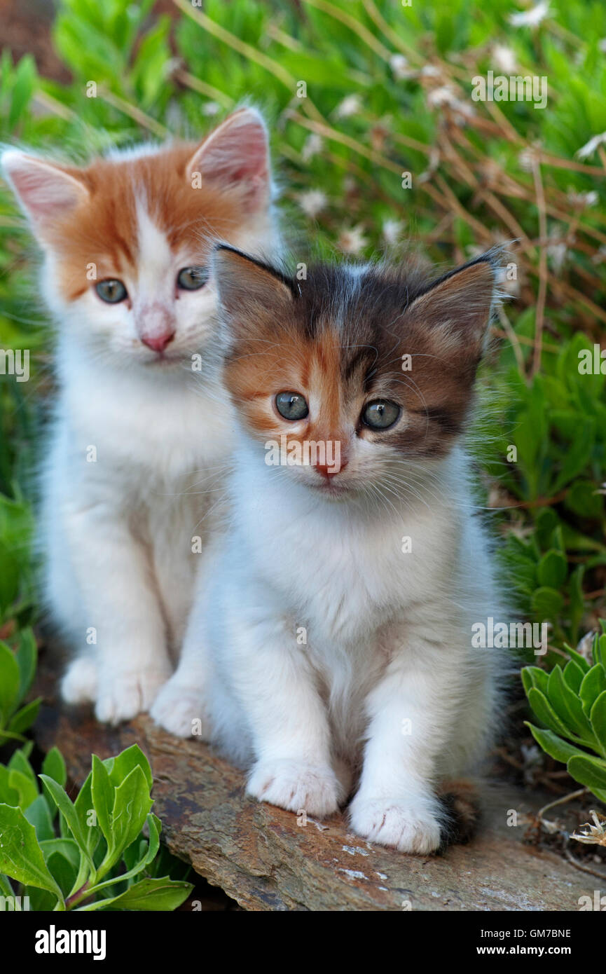 Two kittens sitting on a wall in the garden Stock Photo