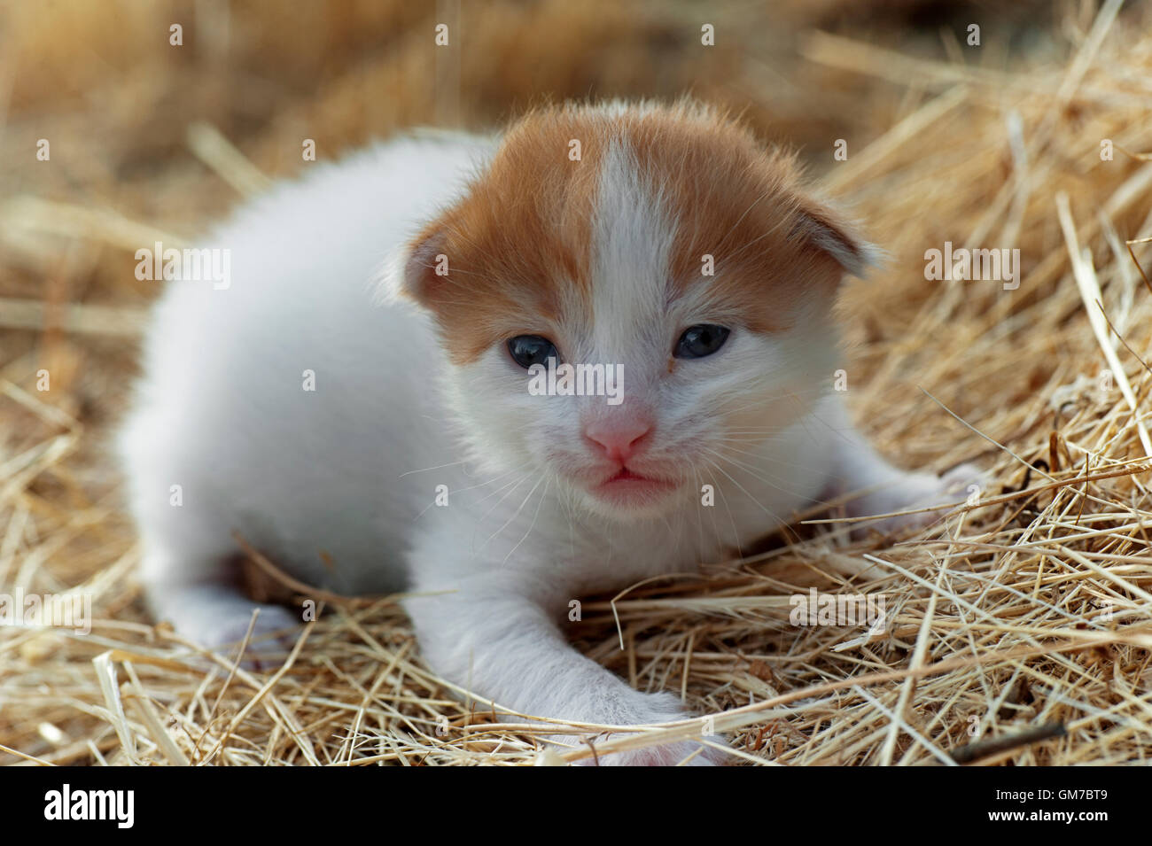 Two weeks old kitten lying in the hay and looking at camera Stock Photo