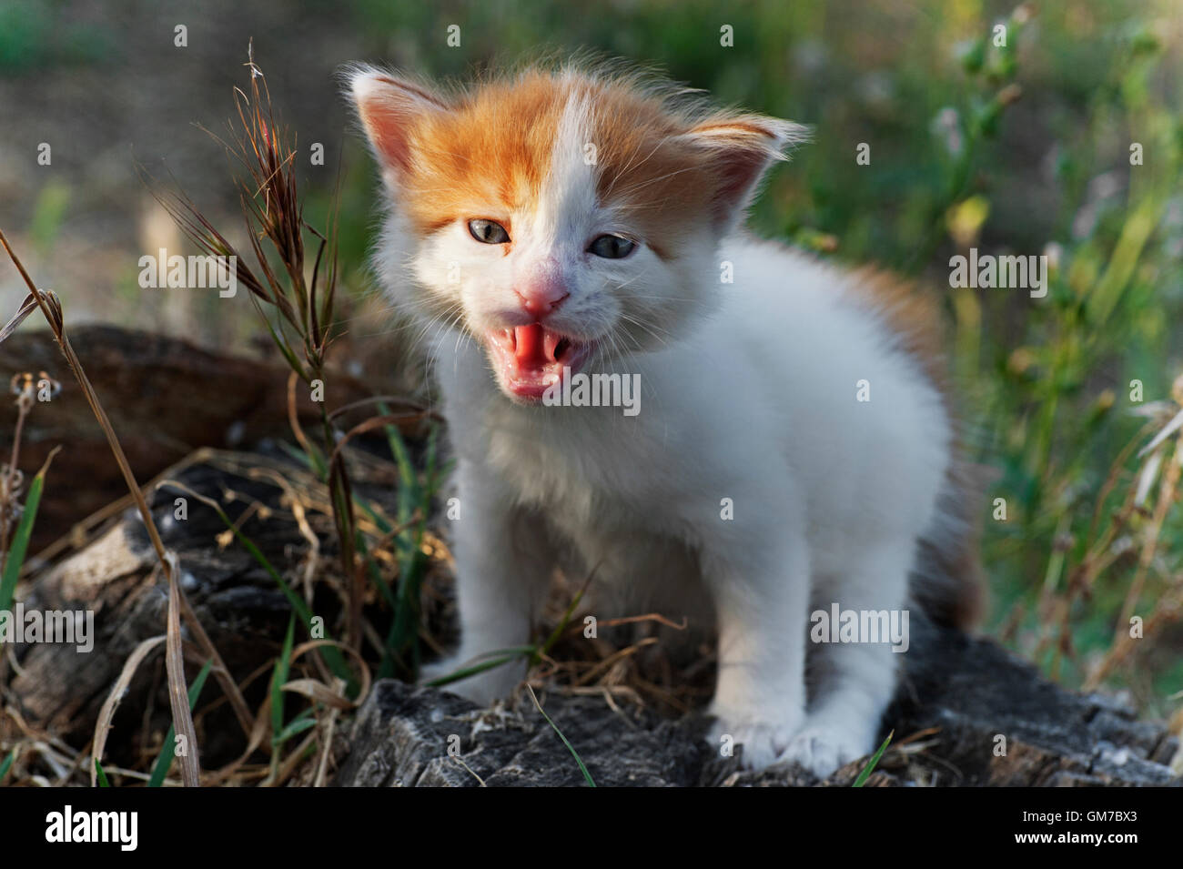 Four weeks old kitten crying outdoors Stock Photo Alamy