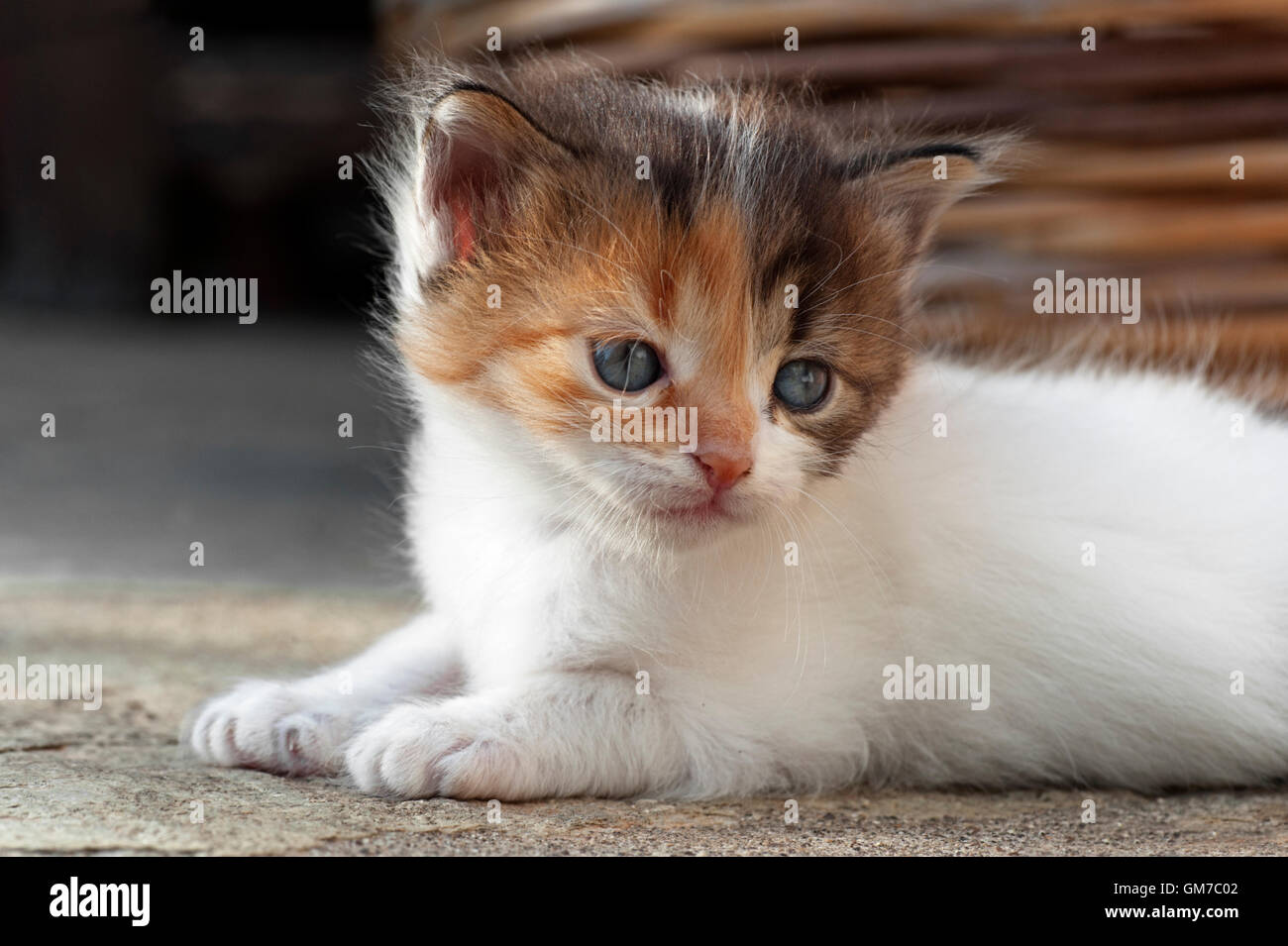 Four weeks old kitten lying outdoors Stock Photo