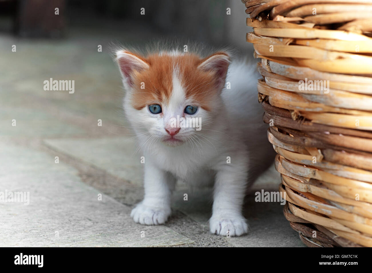 Four weeks old kitten next to a basket outdoors Stock Photo