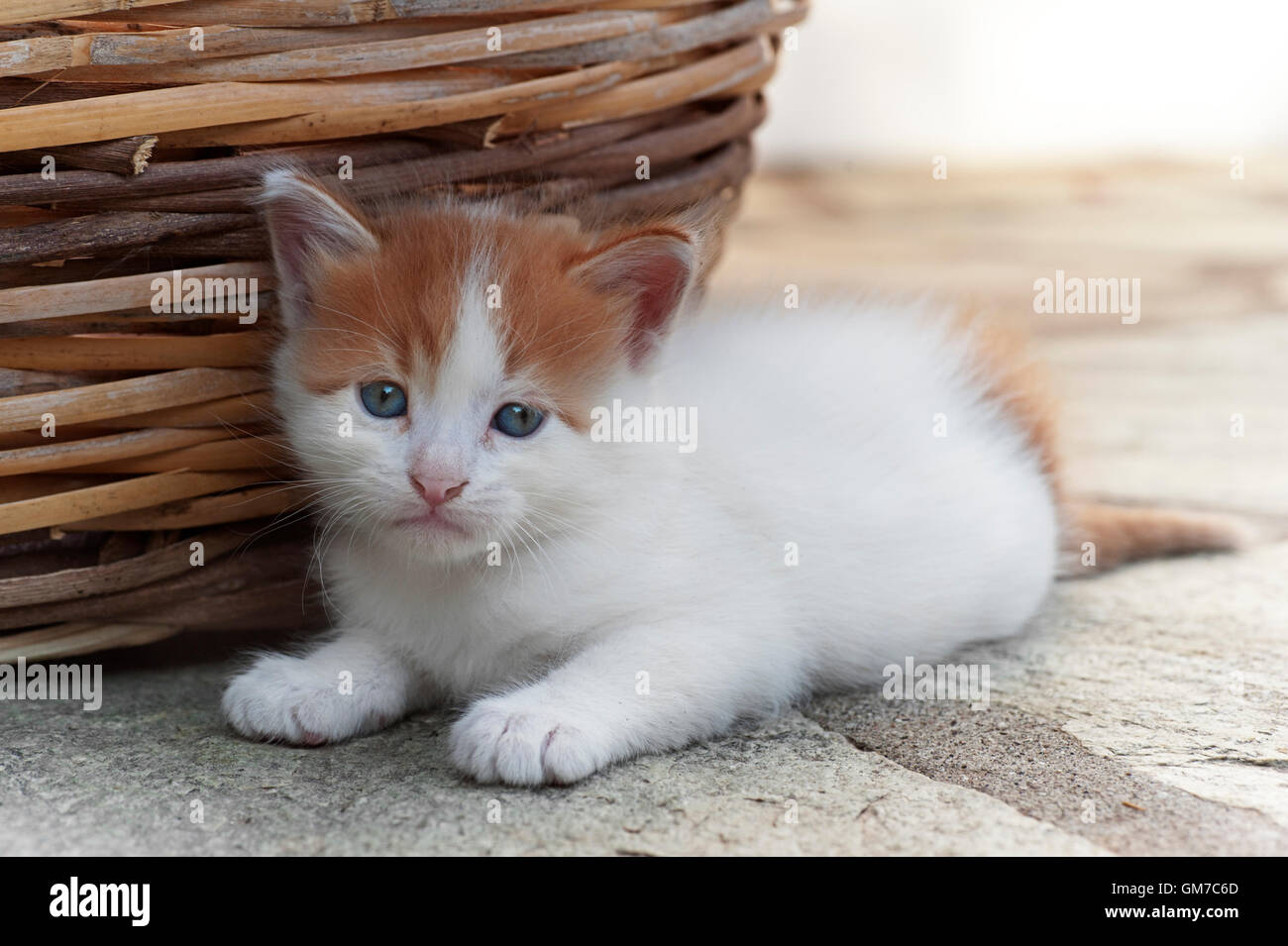 Four weeks old kitten lying next to a basket outdoors Stock Photo