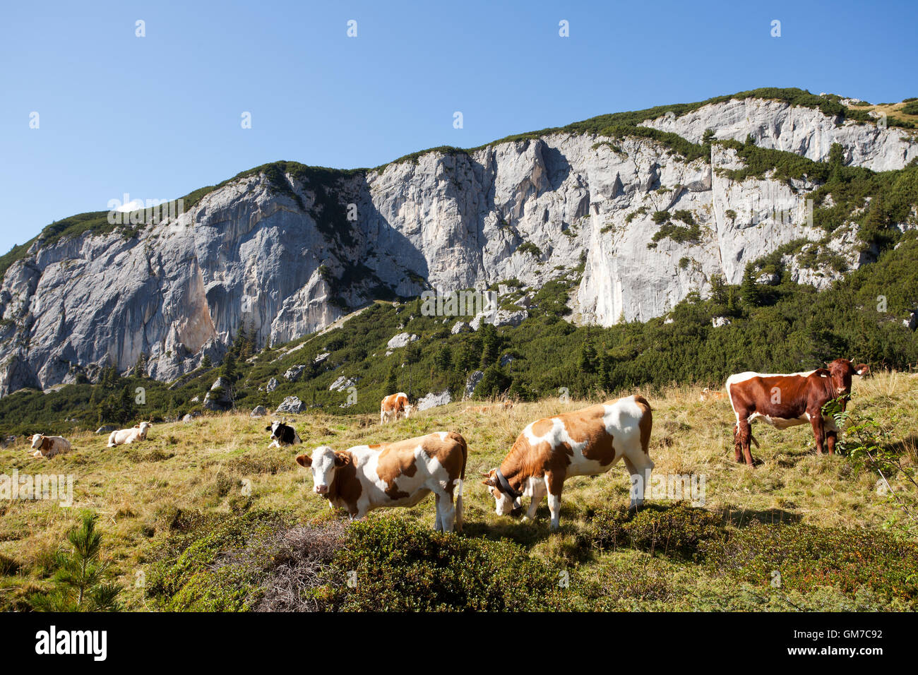 cows at rofan in the austrian alps Stock Photo - Alamy