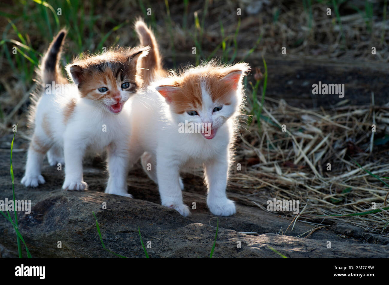 Two four weeks old crying kittens outdoors Stock Photo