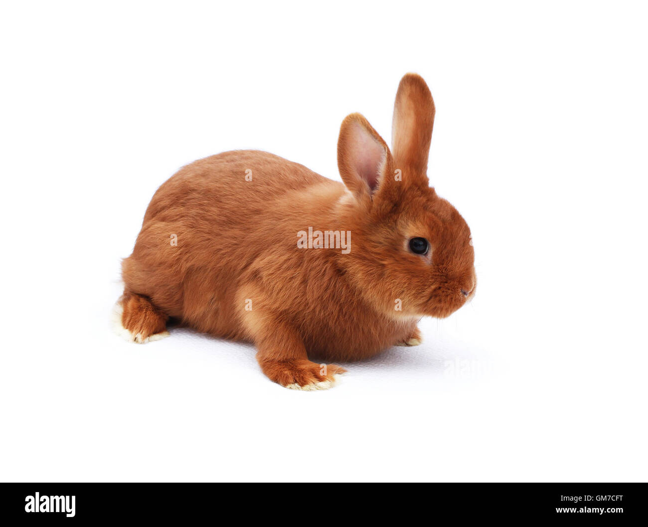 New zealand red rabbit hi-res stock photography and images - Alamy