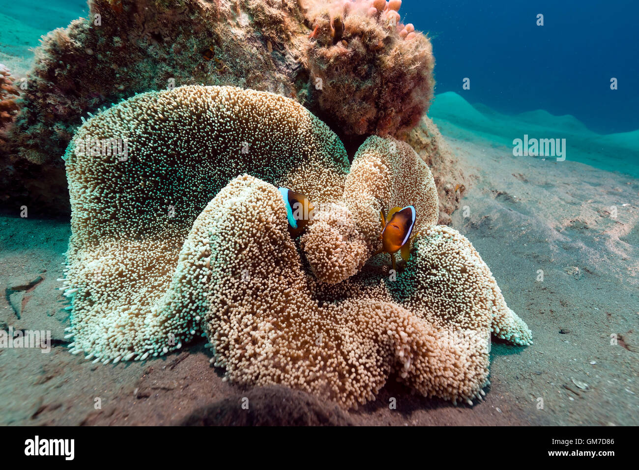 Haddon s anemone (stichodactyla haddoni) in the Red Sea. Stock Photo