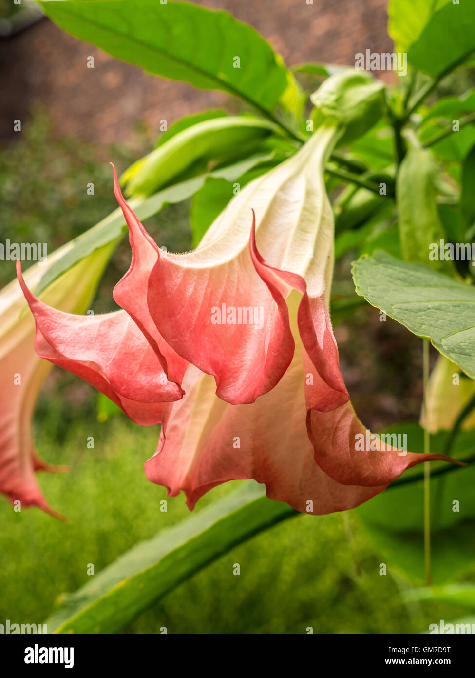 Datura Fabric, Wallpaper and Home Decor | Spoonflower