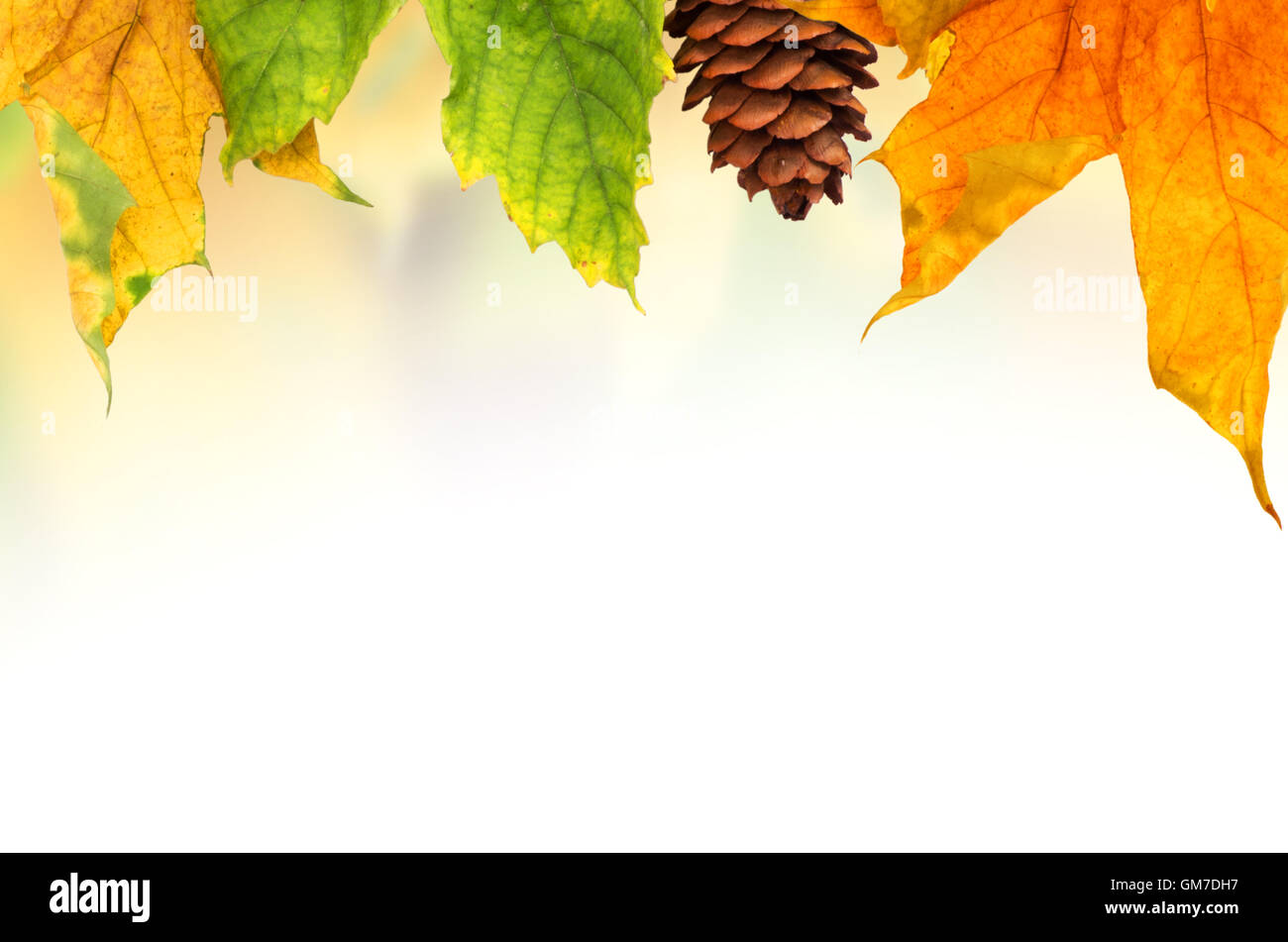 Beautiful autumn background with maple leaves Stock Photo - Alamy