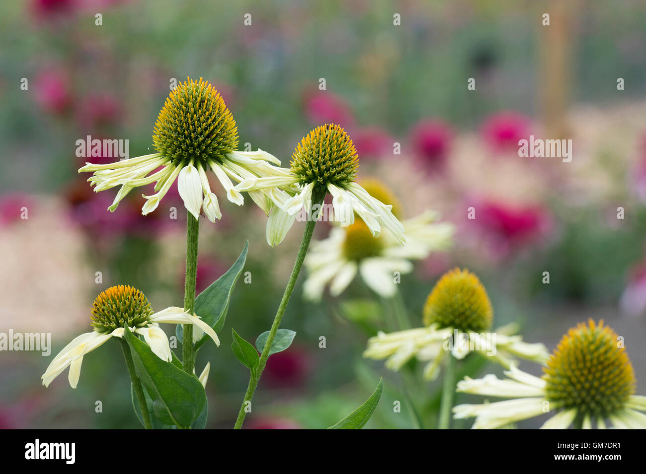 Echinacea yellow hi-res stock photography and images - Alamy