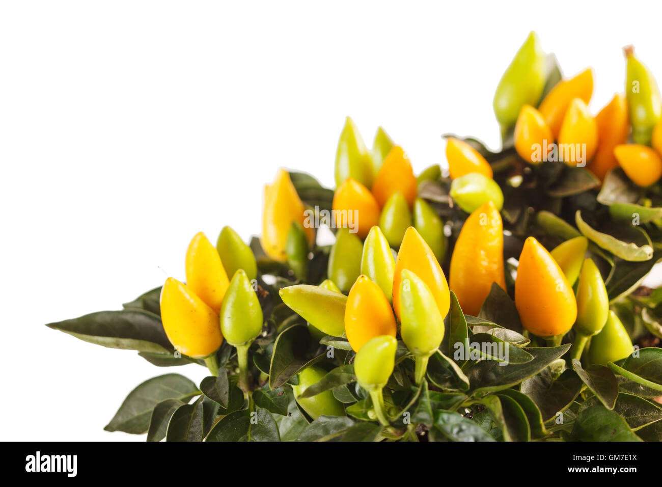 small yellow peppers Stock Photo Alamy