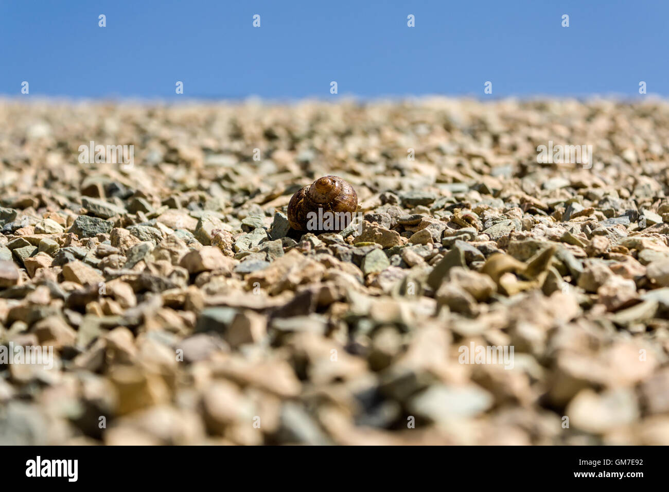 Snail on stones Stock Photo