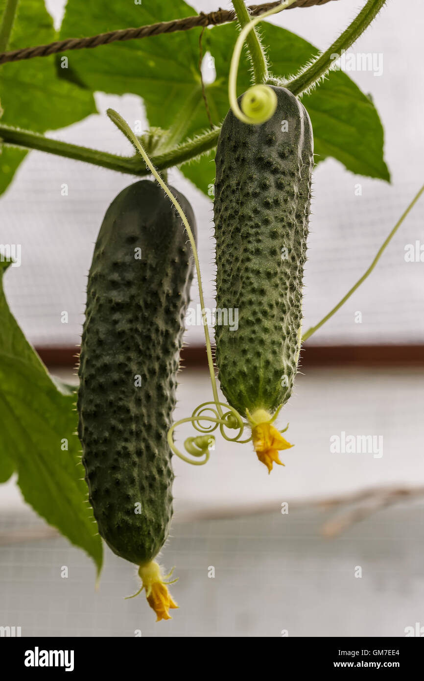 2 Green cucumbers Stock Photo