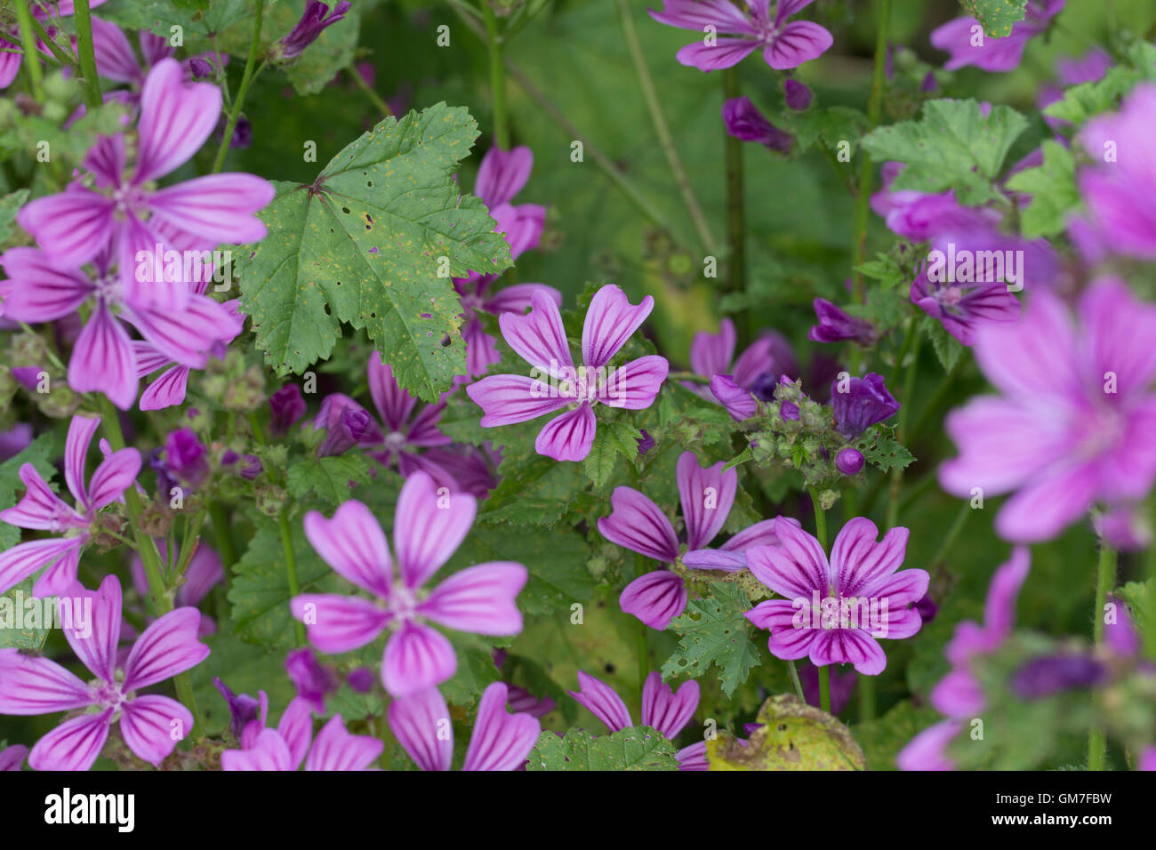 Wilde Malve, Große Käsepappel, Malva sylvestris, Malva silvestris, common mallow, cheeses, high mallow, tall mallow, blue mallow Stock Photo